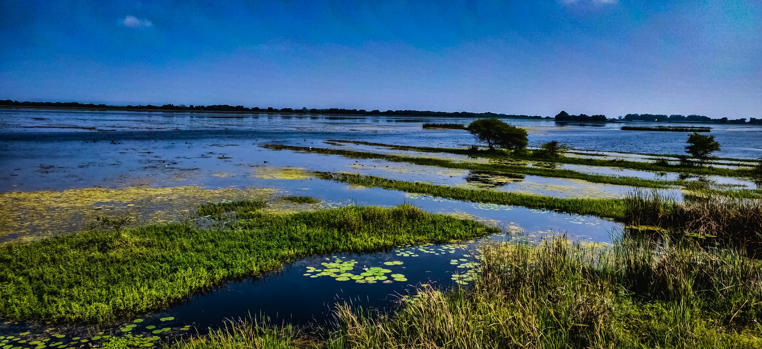 salt marsh